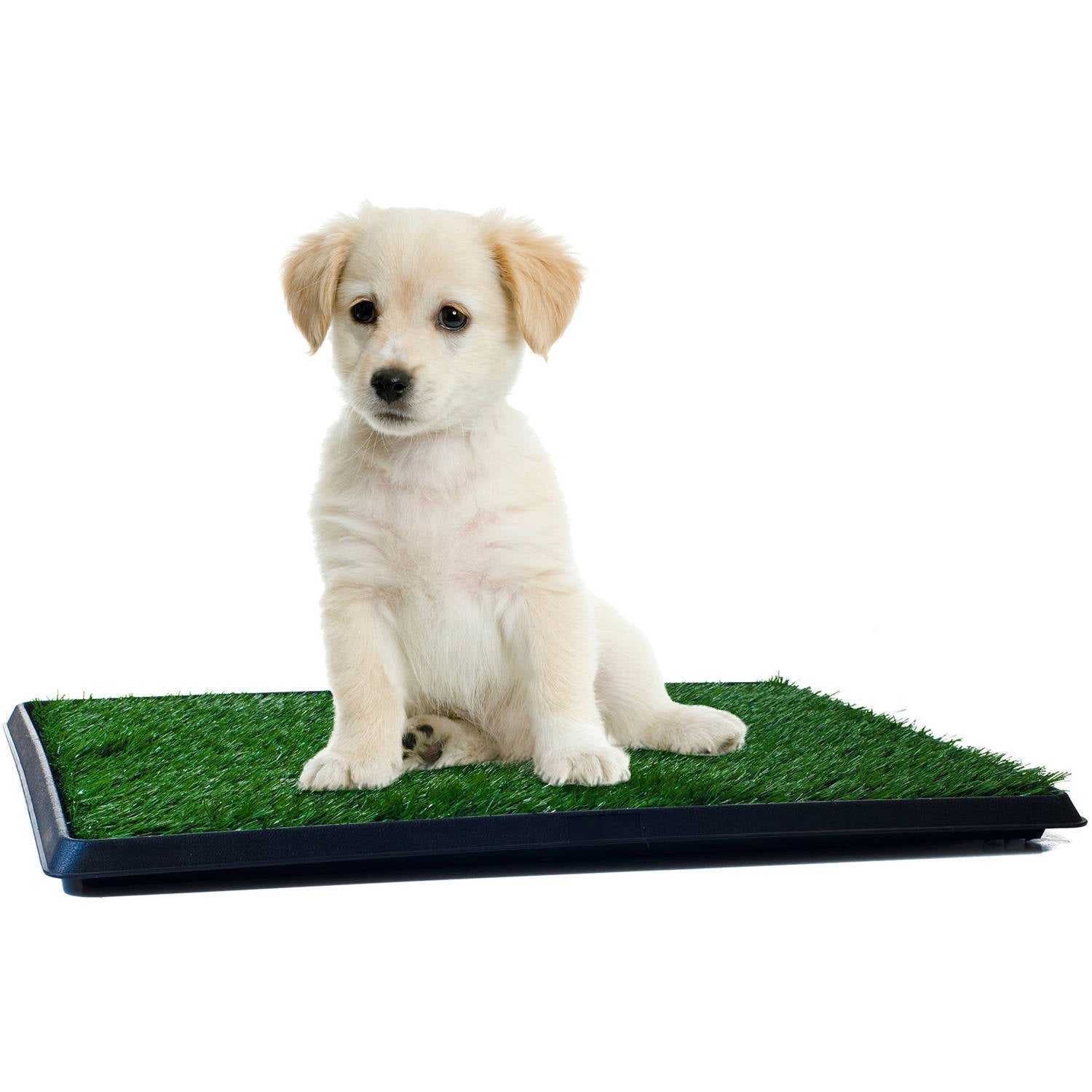Tapete de Entrenamiento para Perros Pequeños 🐶✨ (Reutilizable)